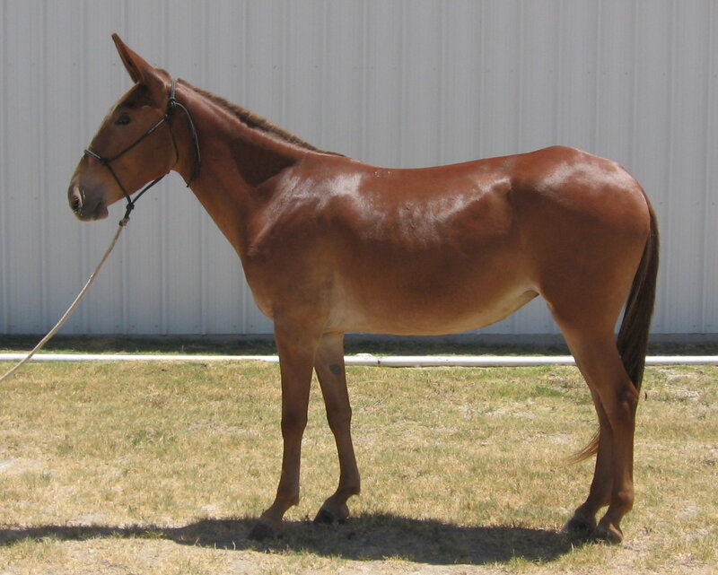 brown mule standing in profile