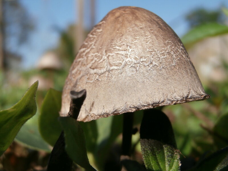 Brown Mushroom Cap — Natural
