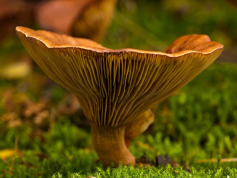 Brown Mushroom Cap