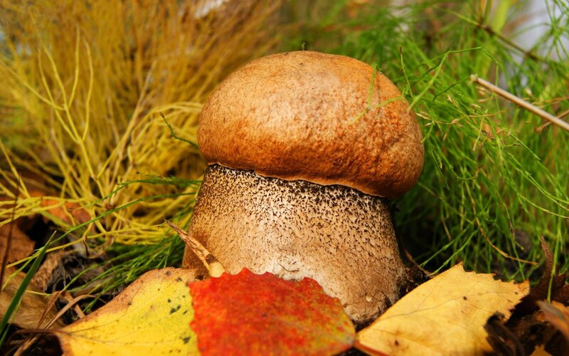 Brown mushroom in autumn grass