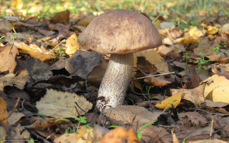 brown mushroom in autumn leaves