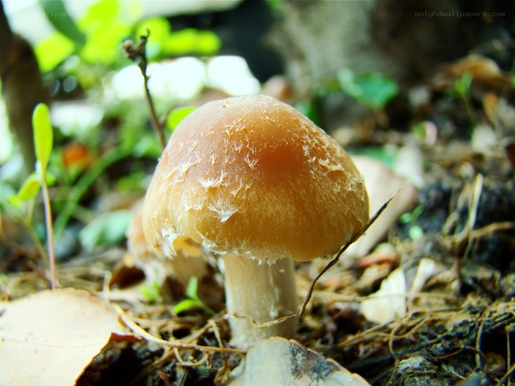 Brown mushroom in forest