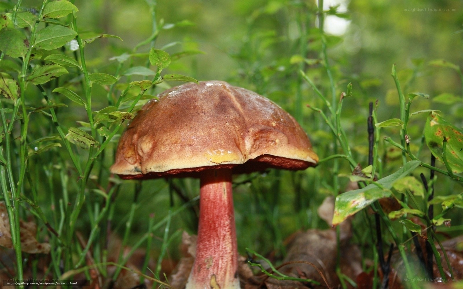 brown mushroom in forest