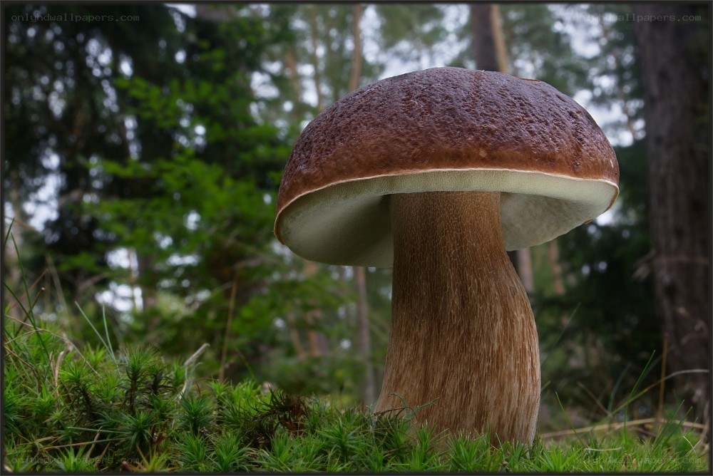 brown mushroom in forest