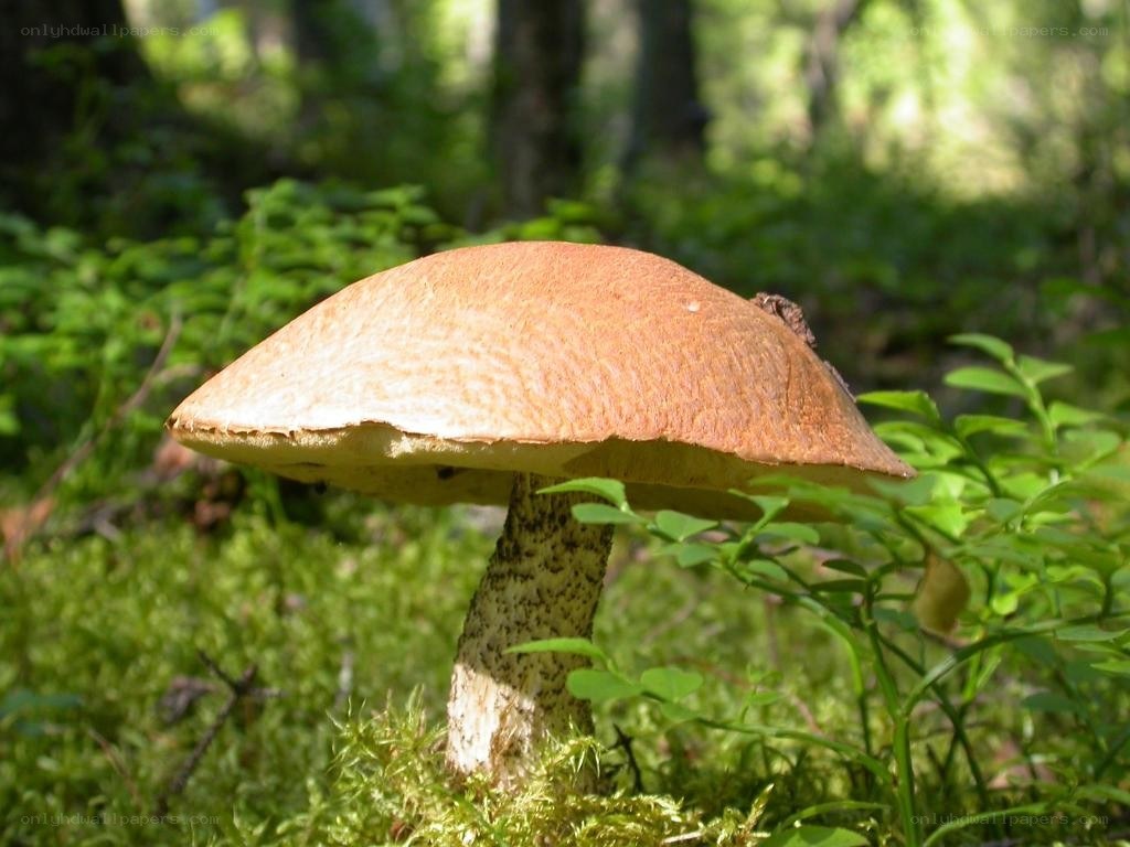 Brown mushroom in forest