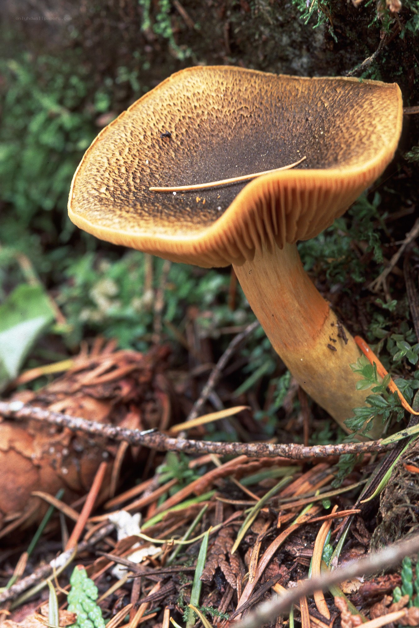brown mushroom in forest