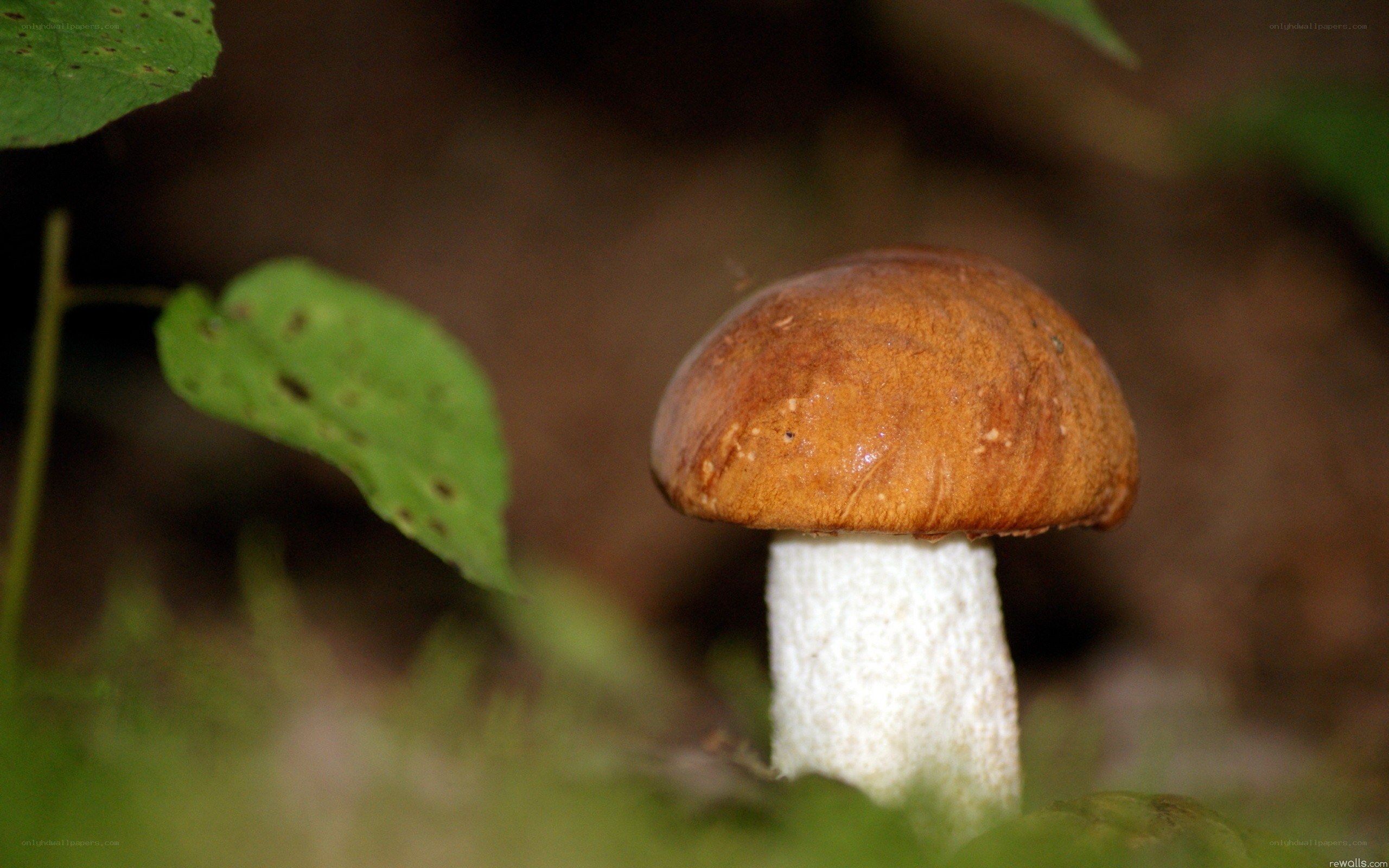Brown mushroom in forest