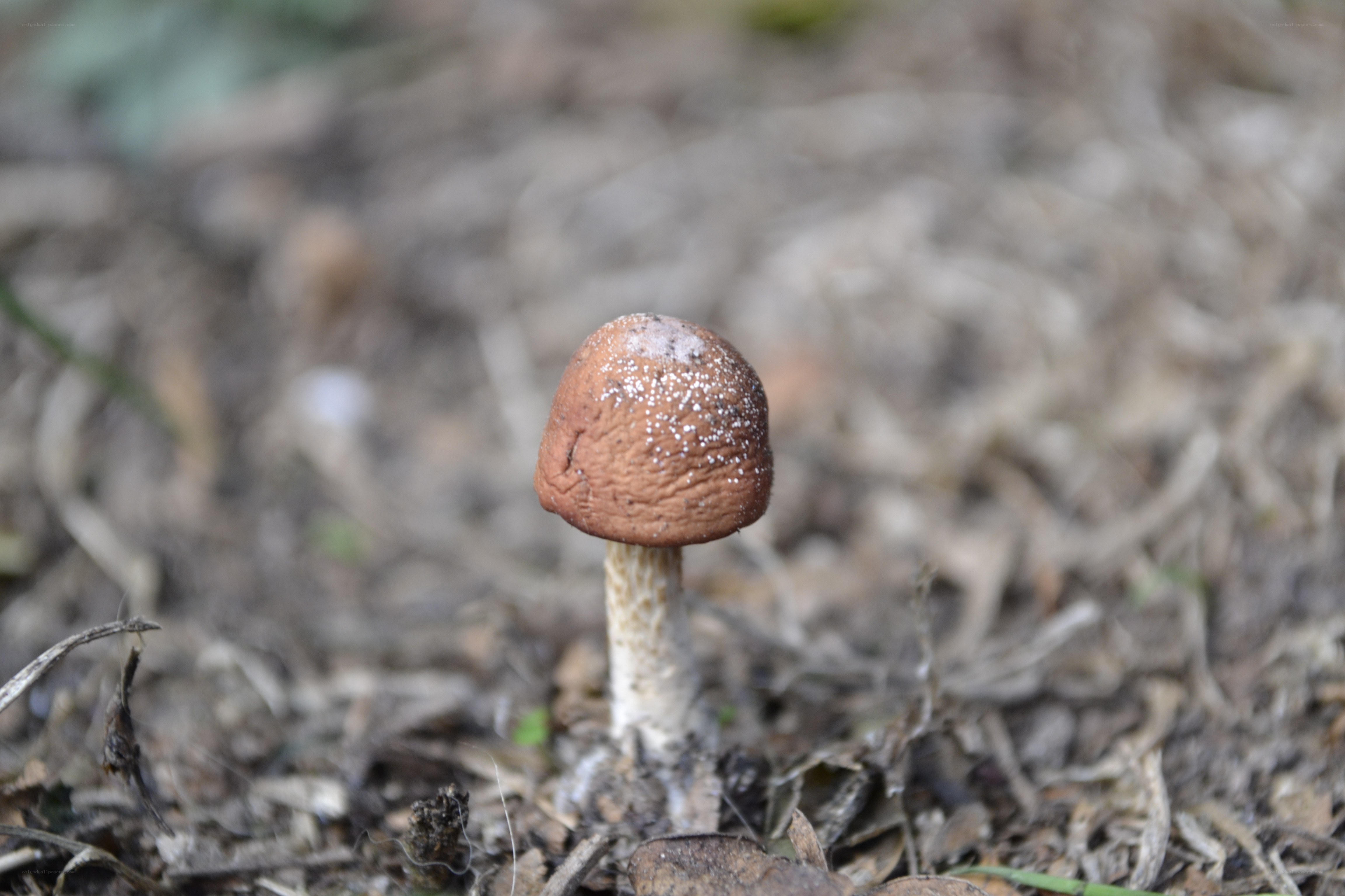 brown mushroom in forest