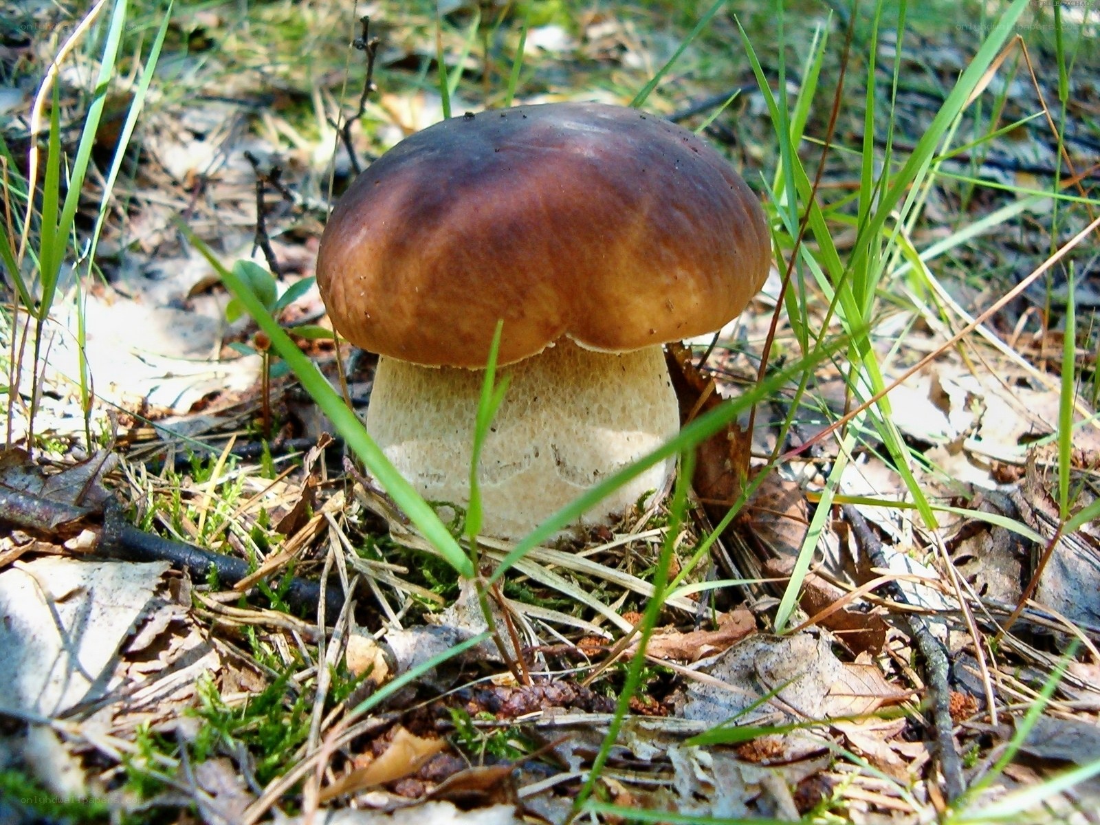 brown mushroom in forest grass