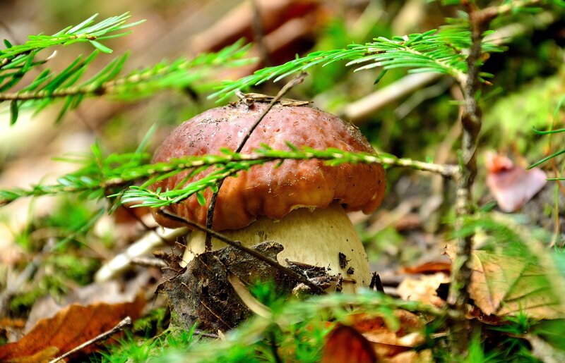 Brown Mushroom in Forest — Green, Natural, Autumn, Photograph