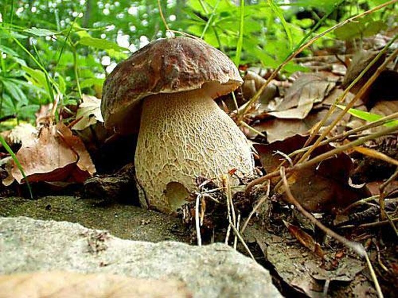 Brown Mushroom in Forest — Green, Natural, Autumn