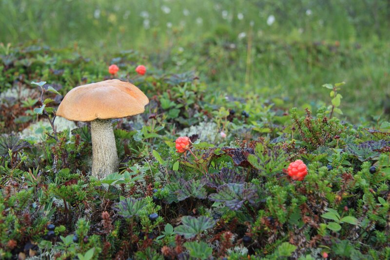 Brown Mushroom in Forest — Green, Natural, Morning, Photograph, Berries