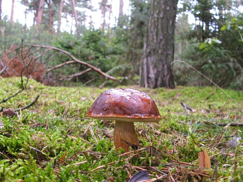 Brown Mushroom in Forest — Green, Natural, Morning, Photograph