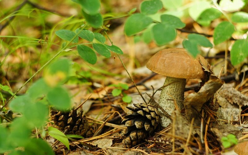 Brown Mushroom in Forest — Green, Natural
