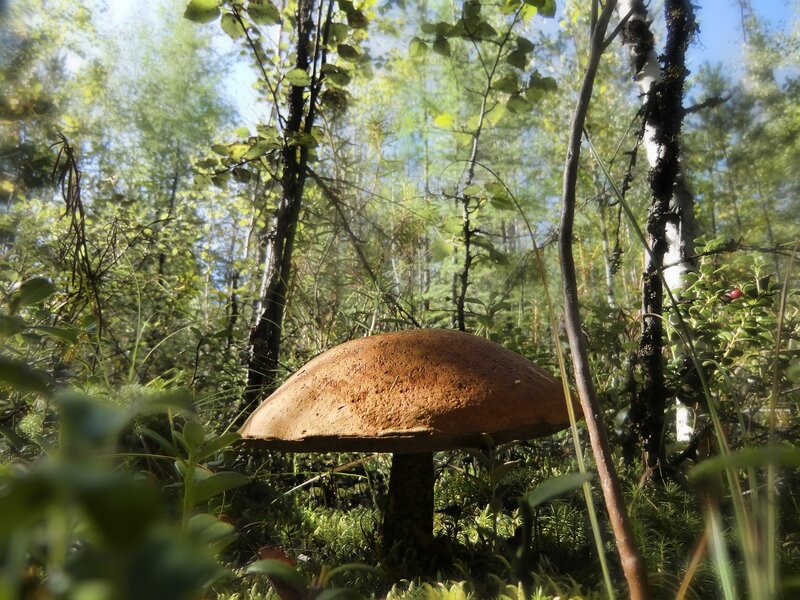 Brown Mushroom in Forest — Green, Serene