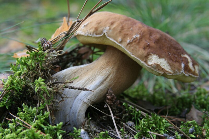 brown mushroom in forest moss