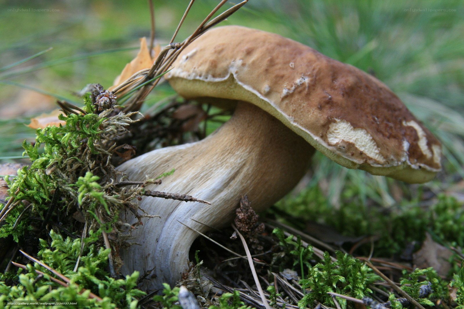 brown mushroom in forest moss