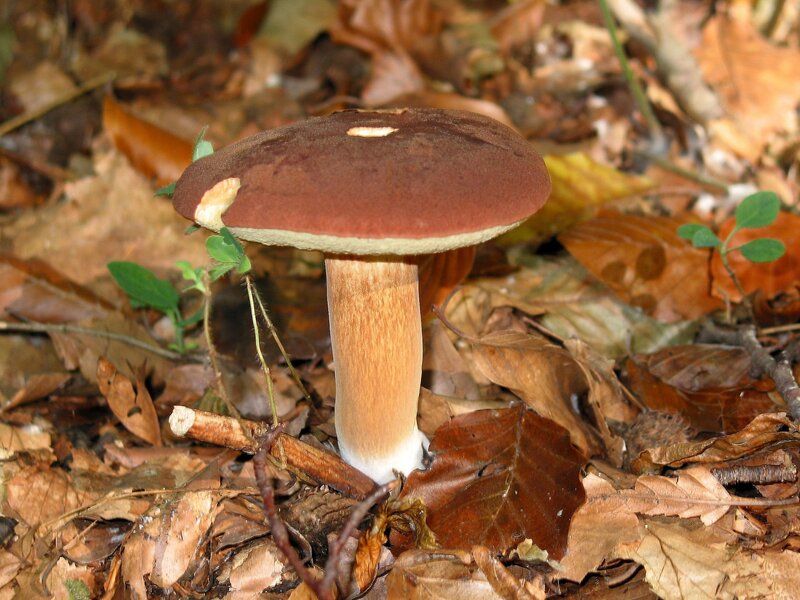 Brown Mushroom in Forest — Natural, Autumn, Photograph, Leaves
