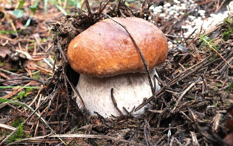 Brown Mushroom in Forest — Natural, Autumn, Photograph, Moss, Pine Needles