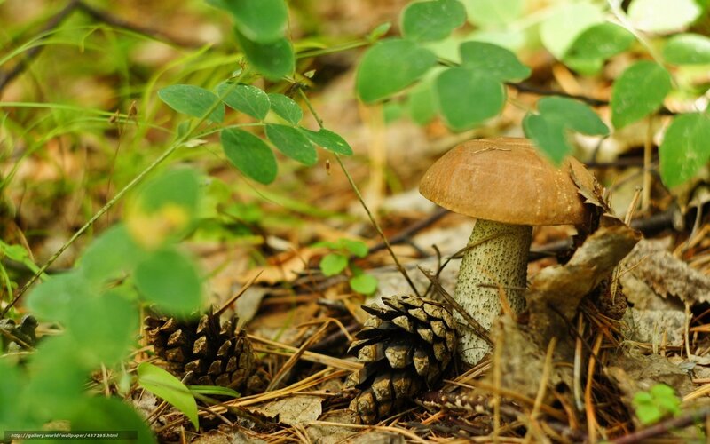 Brown Mushroom in Forest — Natural, Autumn, Photograph, Pine Cones