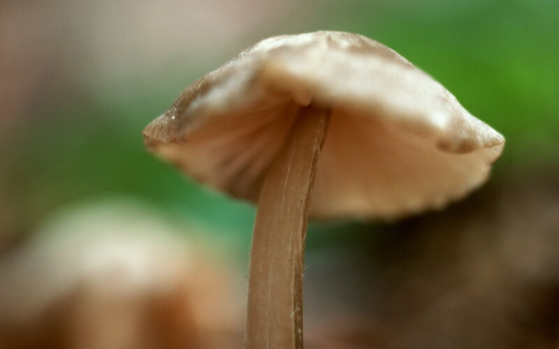 Brown Mushroom in Forest — Natural, Photograph