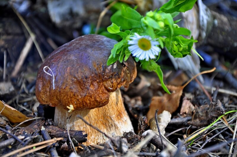 Brown Mushroom in Forest — Natural, Spring
