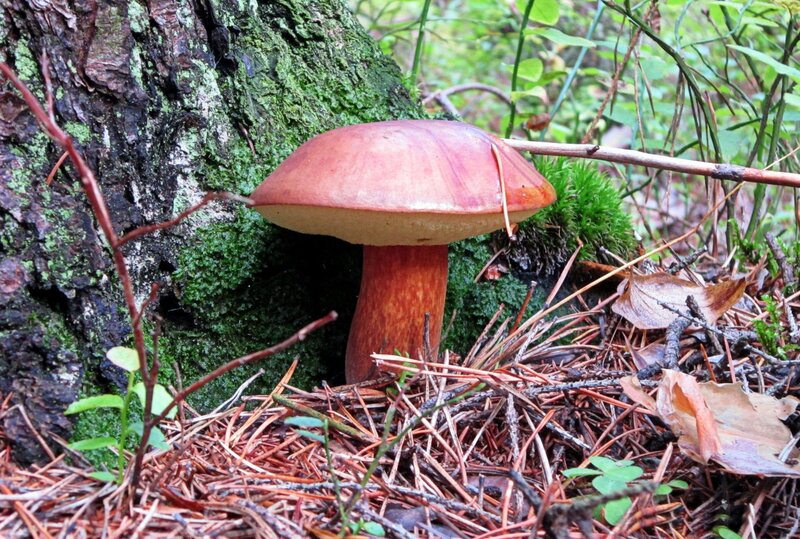 Brown Mushroom in Forest — Natural, Summer