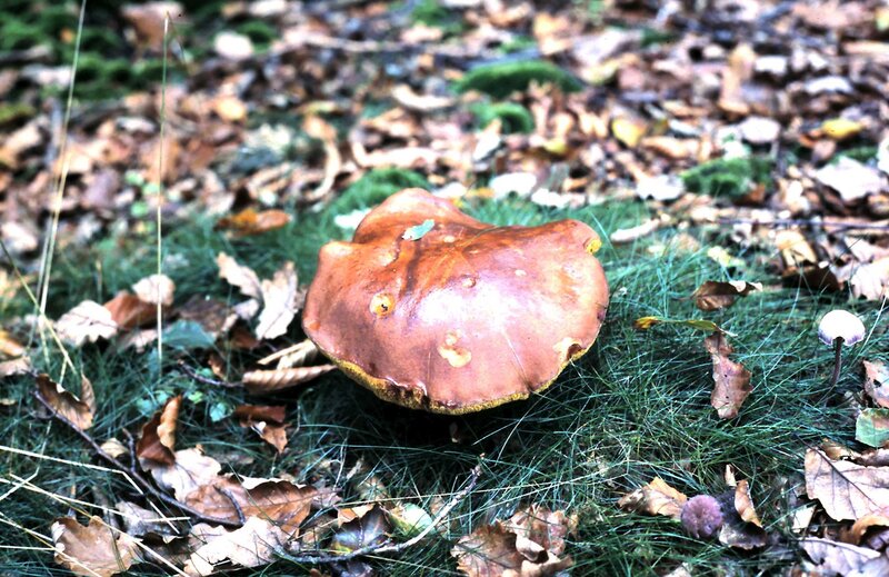 Brown Mushroom in Forest — Natural
