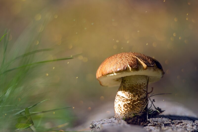 Brown Mushroom in Forest — Serene, Afternoon