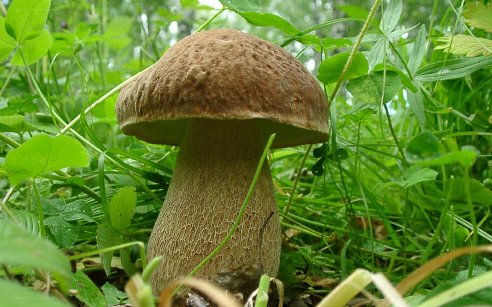 brown mushroom in grass