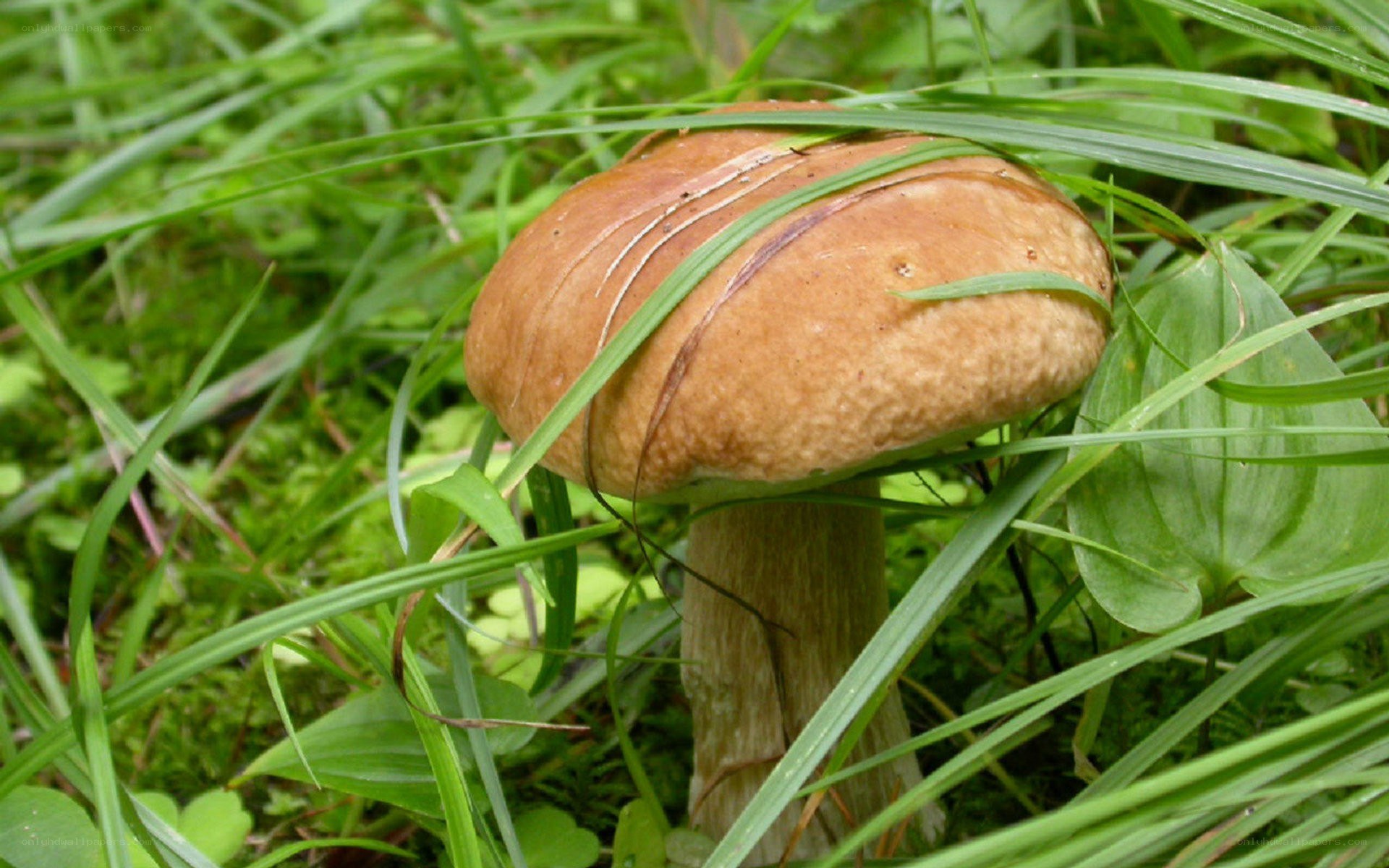 brown mushroom in grass
