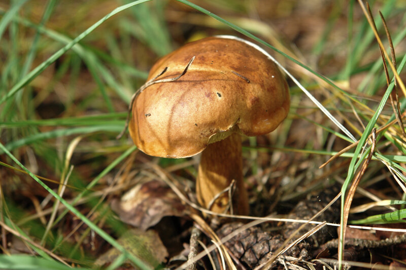 brown mushroom in grass