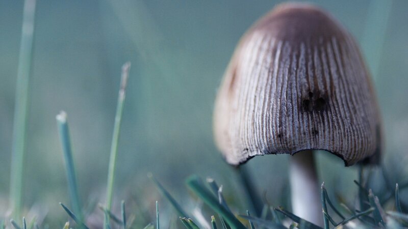 Brown Mushroom in Grass — Green, Calm