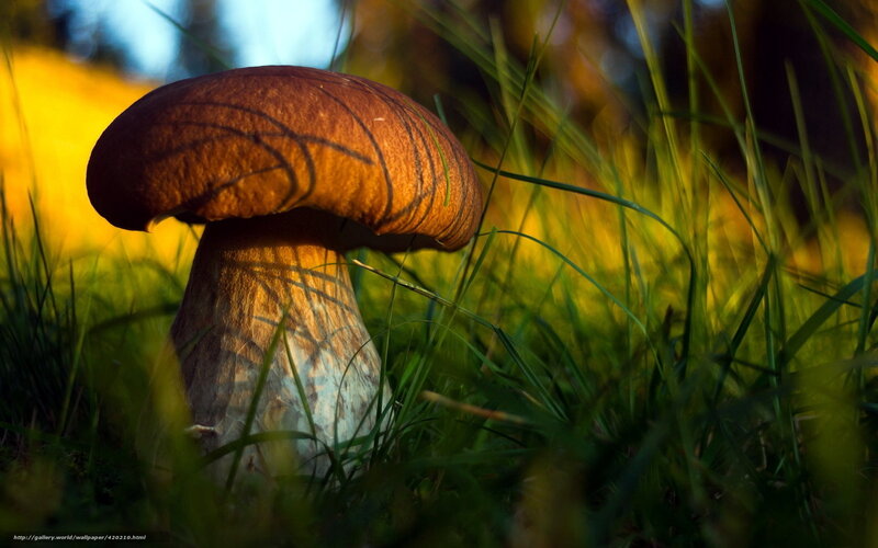 Brown Mushroom in Grass — Green, Dramatic