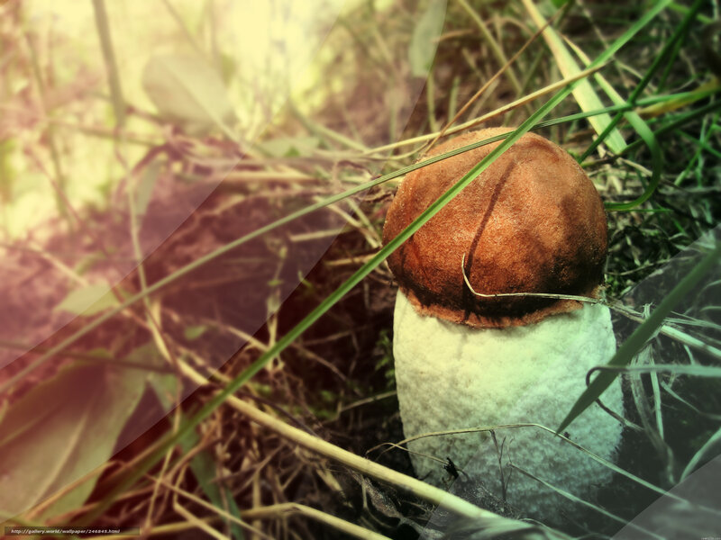 Brown Mushroom in Grass — Green, Natural, Afternoon, Photograph