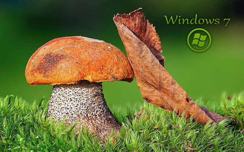 Brown Mushroom in Grass — Green, Natural, Autumn