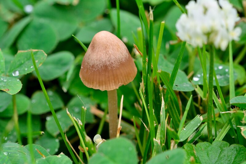 Brown Mushroom in Grass — Green, Natural, Morning, Photograph
