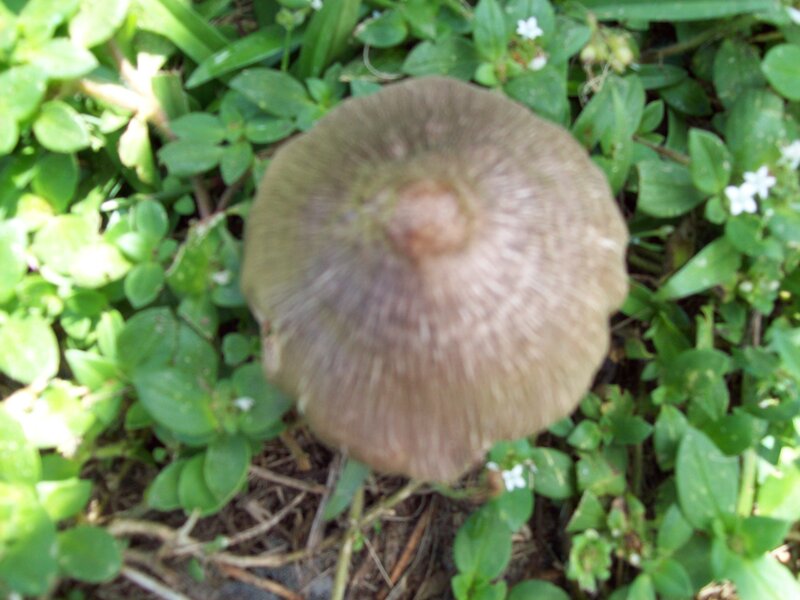 Brown Mushroom in Grass — Green, Natural