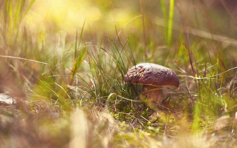 Brown Mushroom in Grass — Green, Serene, Afternoon, Photograph, Moss