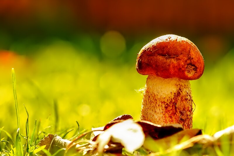 Brown Mushroom in Grass — Green, Serene, Afternoon, Photograph