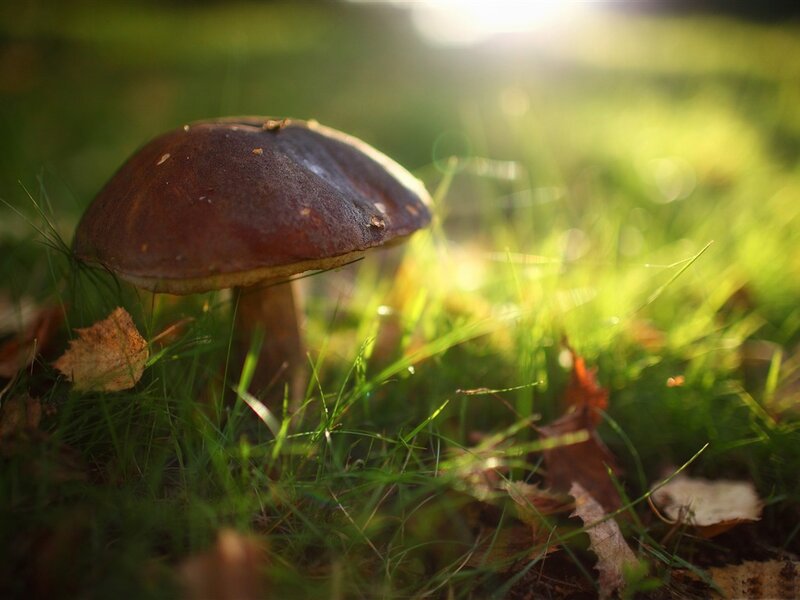 Brown Mushroom in Grass — Green, Serene, Afternoon