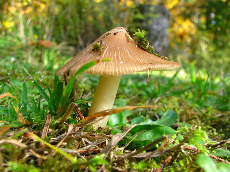 Brown Mushroom in Grass — Green, Serene