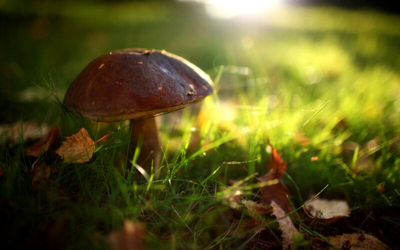 Brown Mushroom in Grass — Green