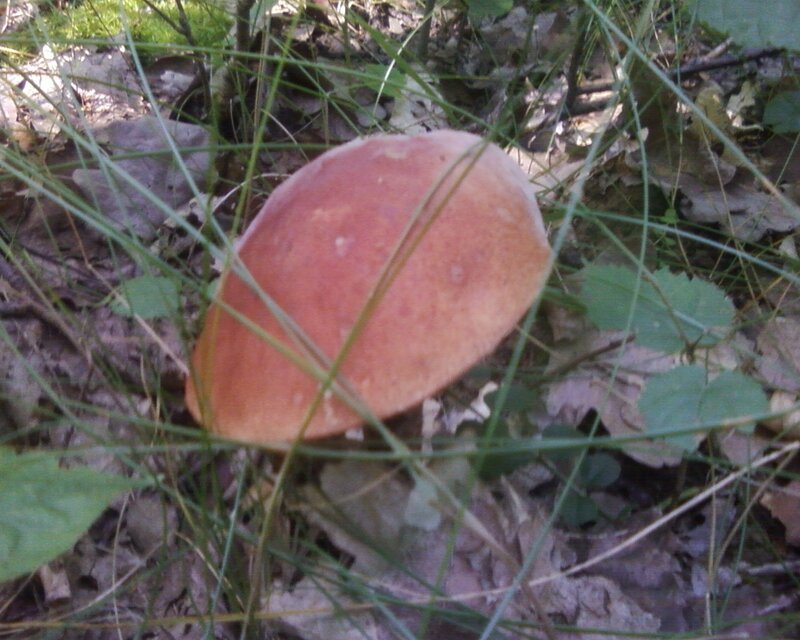 Brown Mushroom in Grass — Natural, Autumn