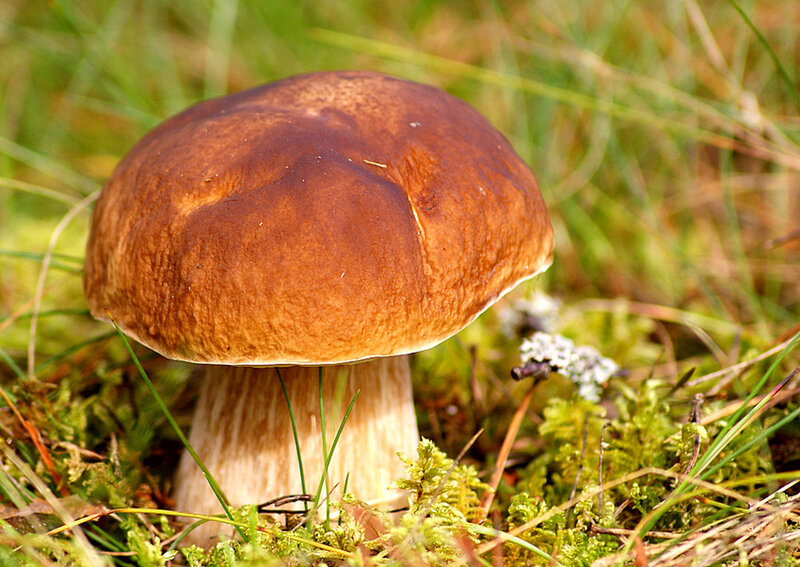 Brown Mushroom in Grass — Natural