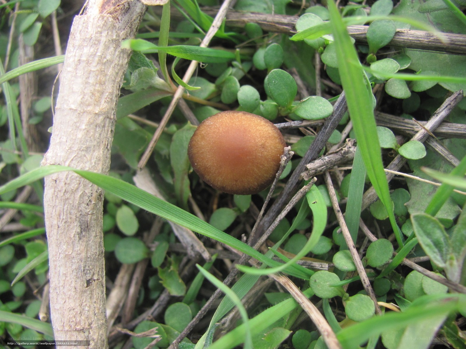 Brown mushroom in grass