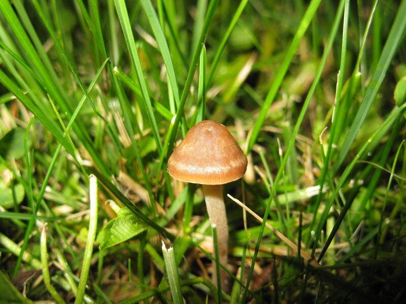 Brown mushroom in green grass