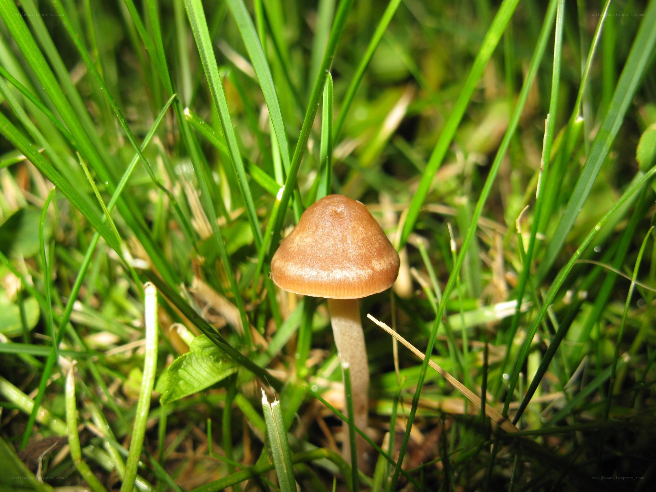Brown mushroom in green grass