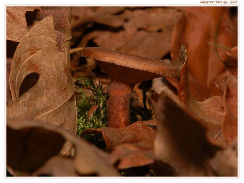 Brown Mushroom in Leaves