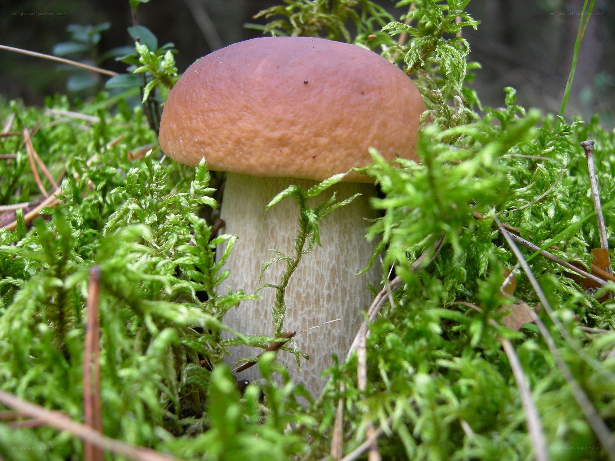 brown mushroom in moss